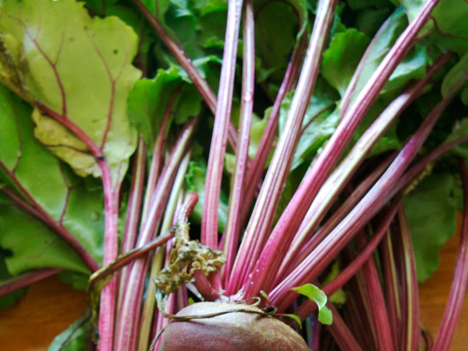 Dark red beets with stems and leaves