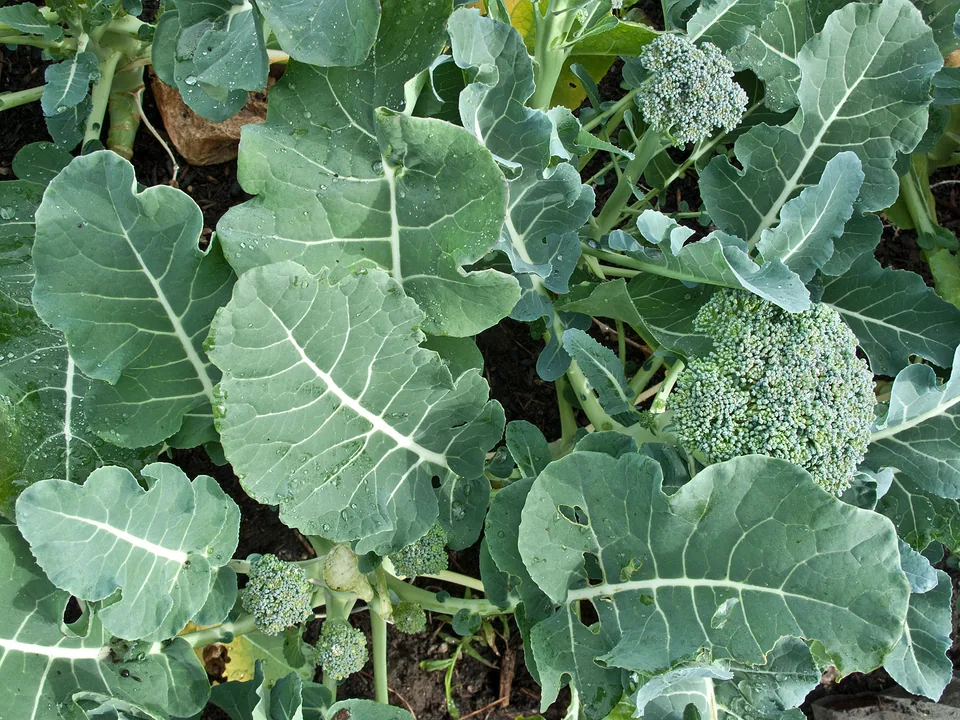 A broccoli plant forming an edible green head