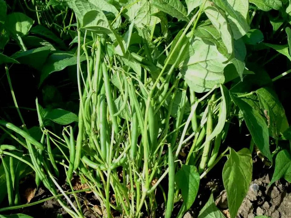 Bush bean plants carrying slender green pods