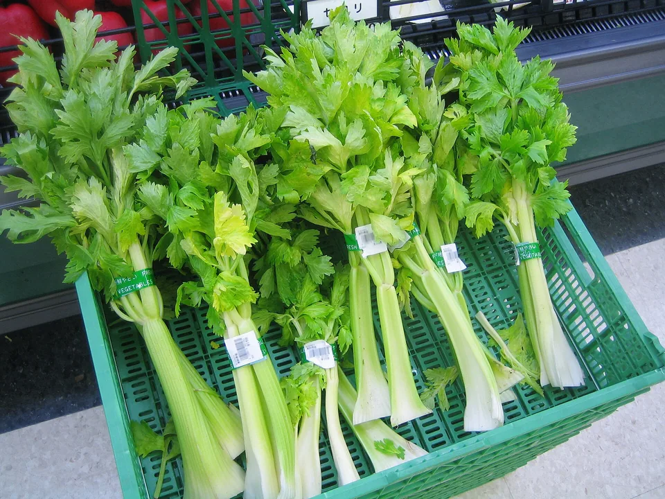 A fresh bunch of celery with leafy green stalks