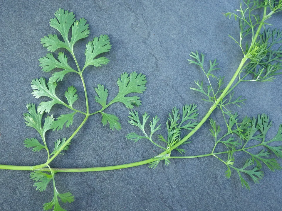 Fresh cilantro leaves on a coriander plant