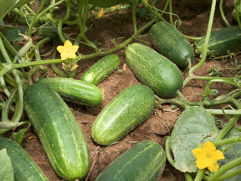 Fresh cucumbers with blossoms and leaves