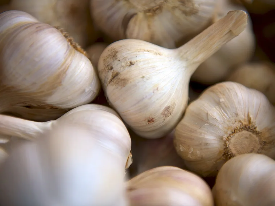 Whole garlic bulbs with papery white skins