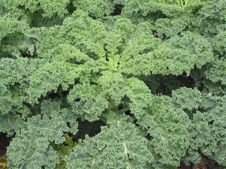 Mature curly kale leaves on the plant