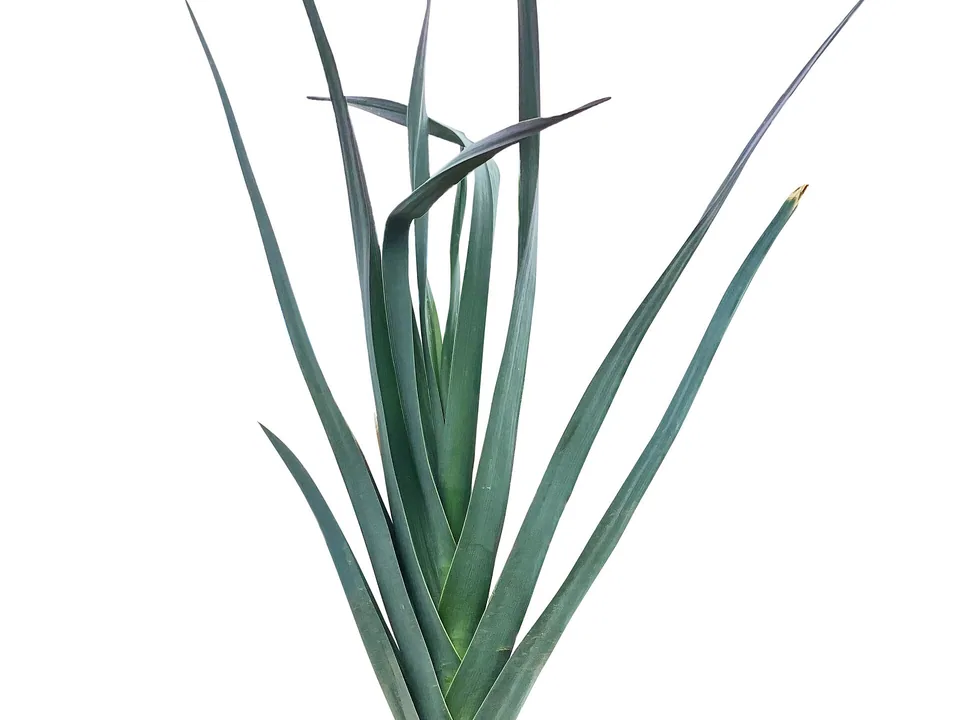 Fresh leeks with long green leaves and white stems