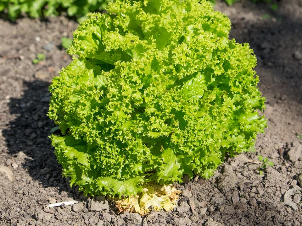 A frilled green leaf lettuce plant