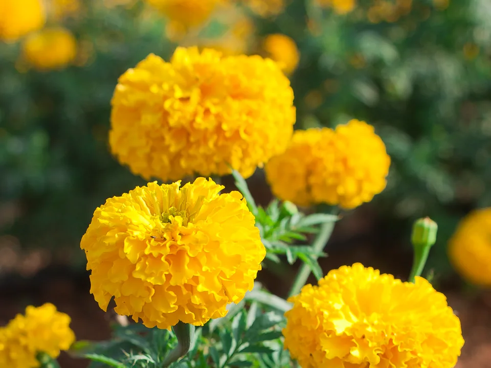 Bright marigold flowers blooming on the plant