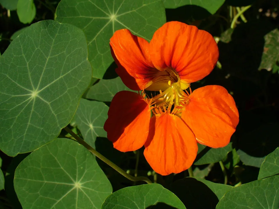 Orange nasturtium flowers among round green leaves