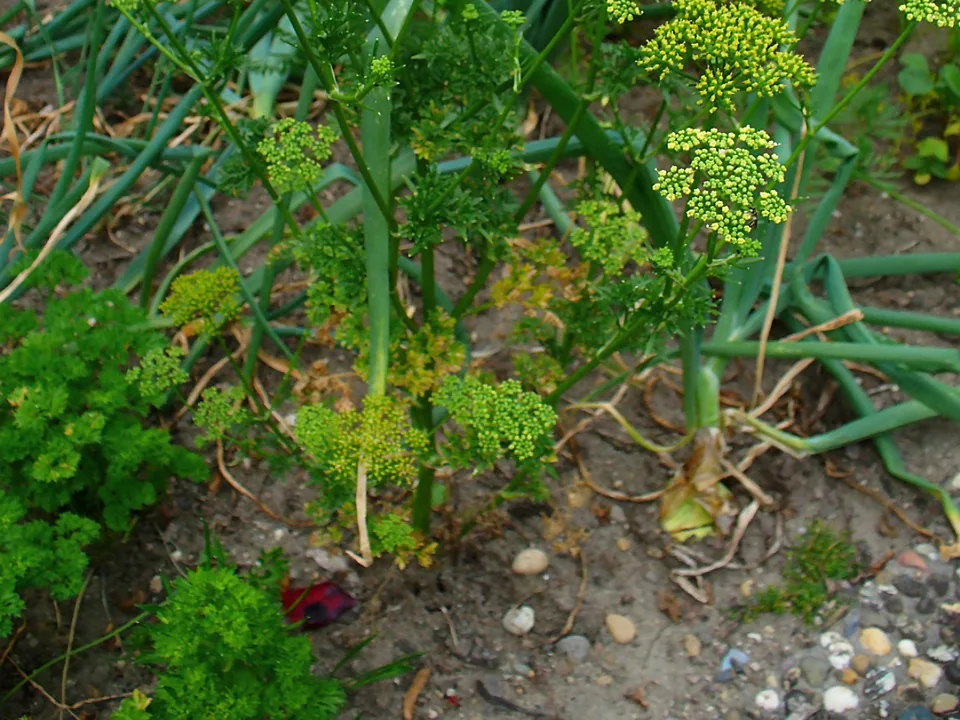 A dense curly parsley plant
