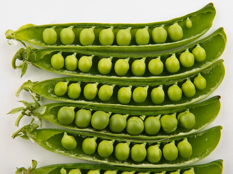 Open pea pods filled with green peas