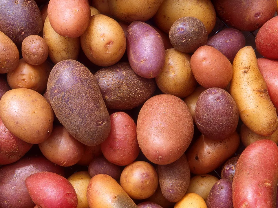 Freshly harvested potatoes with soil on their skins