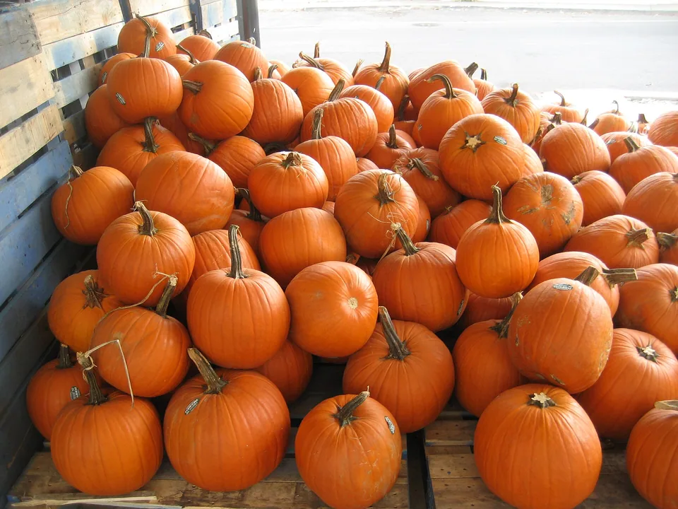 Several differently shaped winter pumpkins at a market
