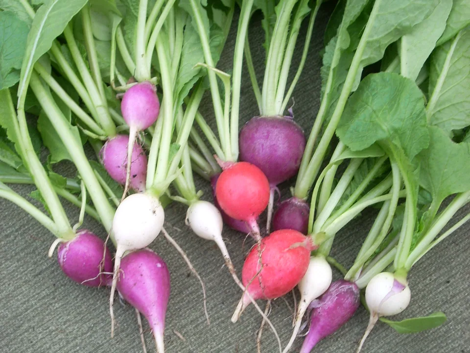 A bunch of red radishes with leafy tops