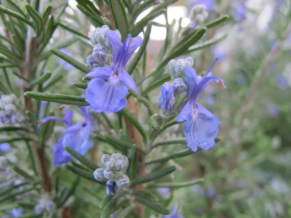 A rosemary shrub in bloom with small blue flowers