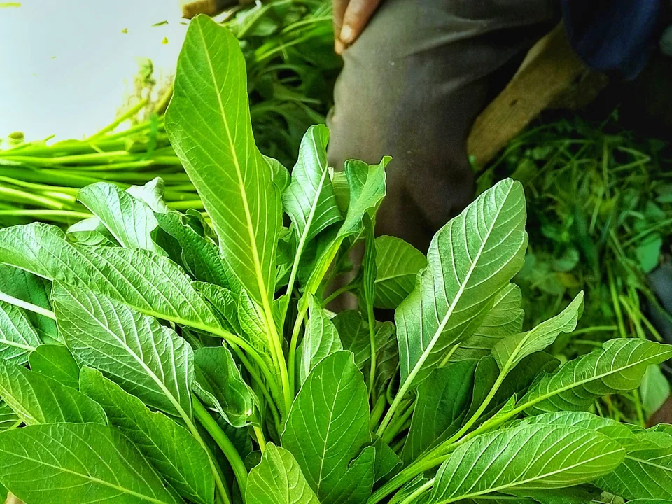 A fresh harvest of broad green spinach leaves