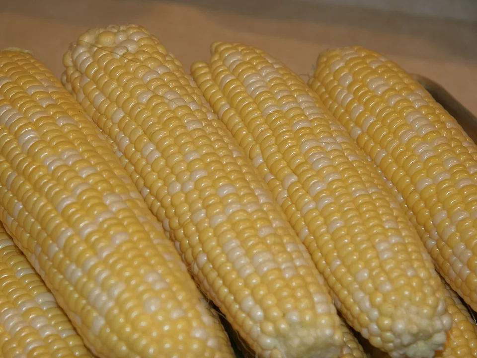 Yellow sweet corn kernels on a freshly husked cob