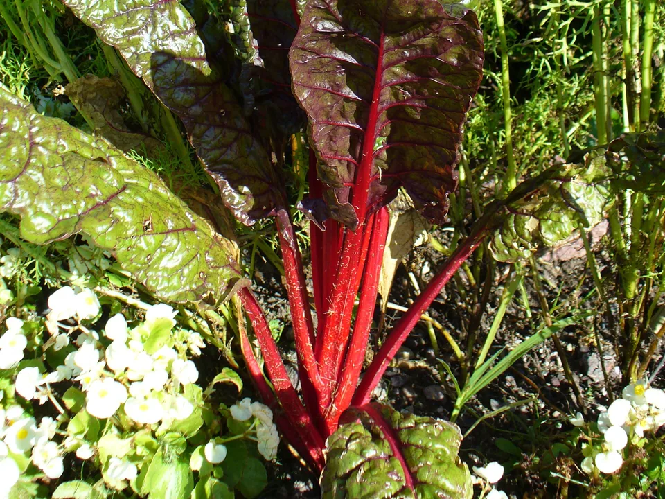 Swiss chard plants with vivid red stalks