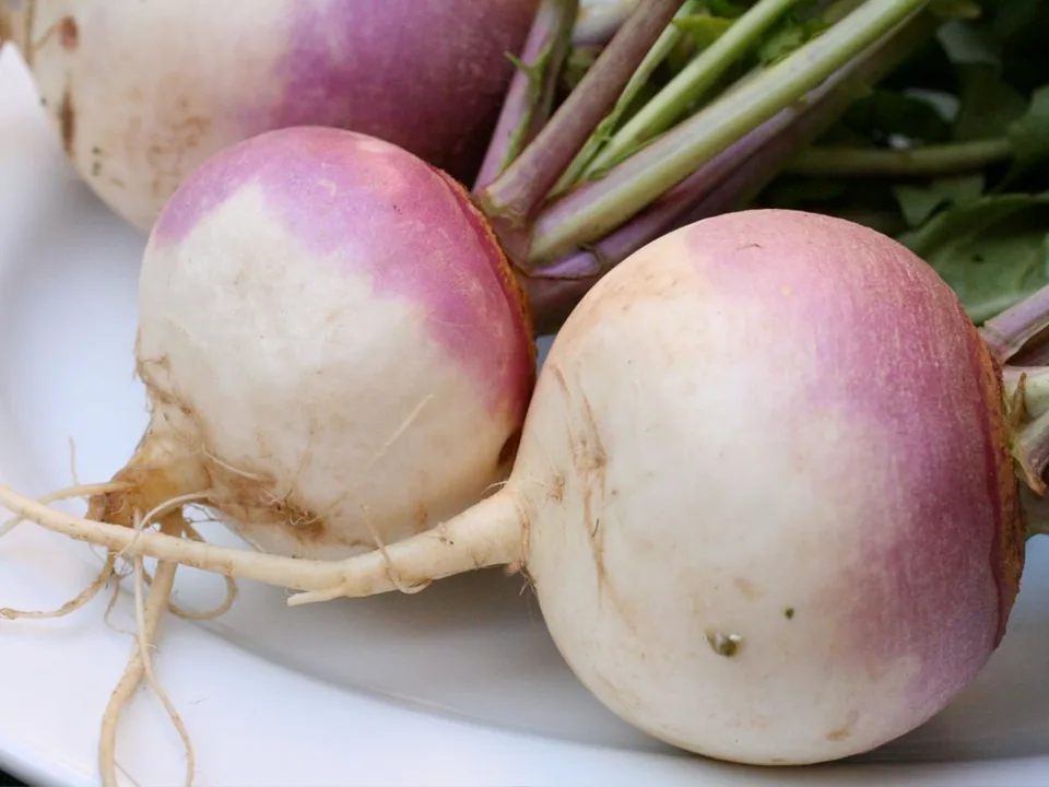 Purple-top turnips with leafy greens attached
