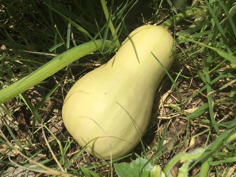A tan butternut squash harvested from a home garden