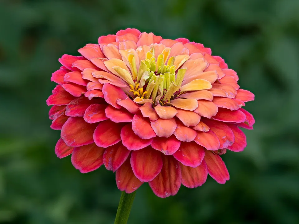 A detailed pink zinnia flower in bloom