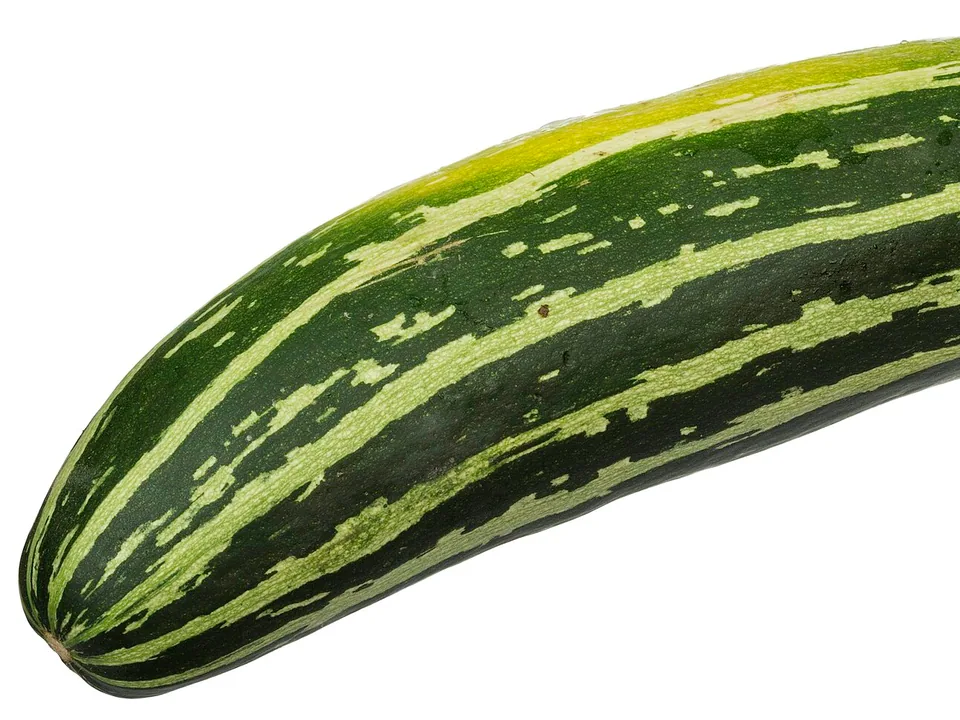 Striped zucchini arranged after harvest